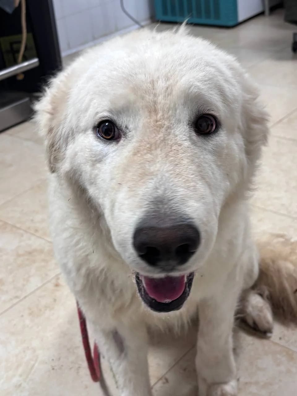 TALMAR, Mixed Breed (La Fattoria di Tobia)