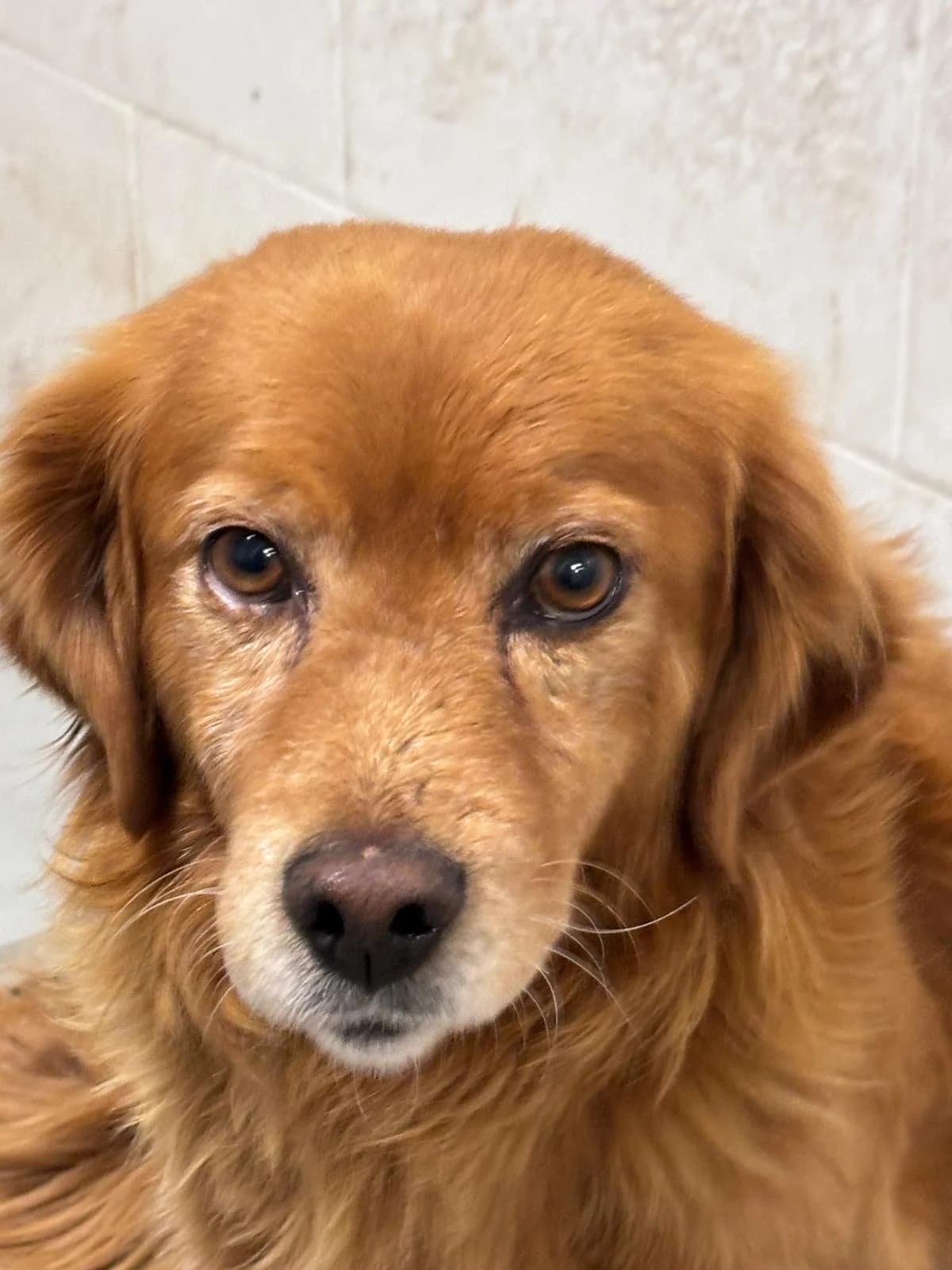 TELYR, Mixed Breed (La Fattoria di Tobia)