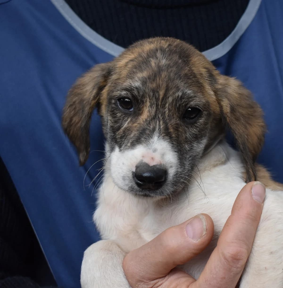 THAVINE, puppy Mixed Breed for adoption at La Fattoria di Tobia, San Cesareo (RM)