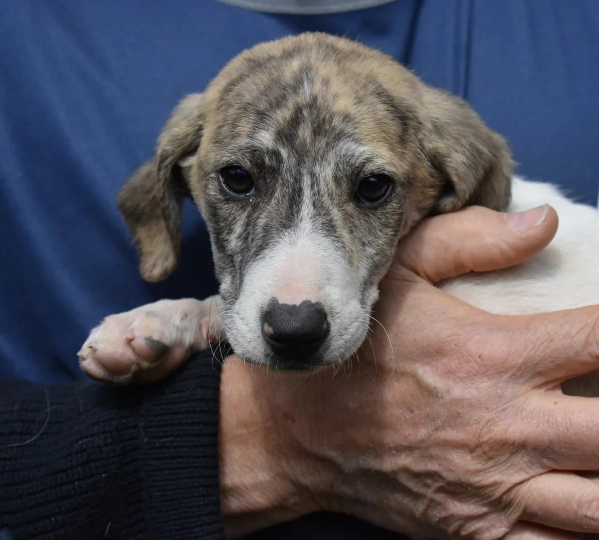 TIRIEL, puppy Mixed Breed for adoption at La Fattoria di Tobia, San Cesareo (RM)