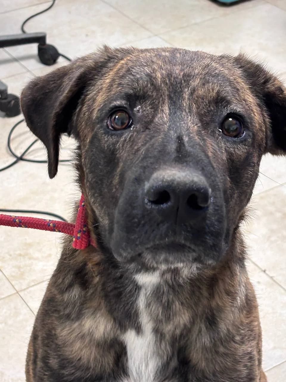 TYNVAL,  young Mixed Breed for adoption at La Fattoria di Tobia, San Cesareo (RM)