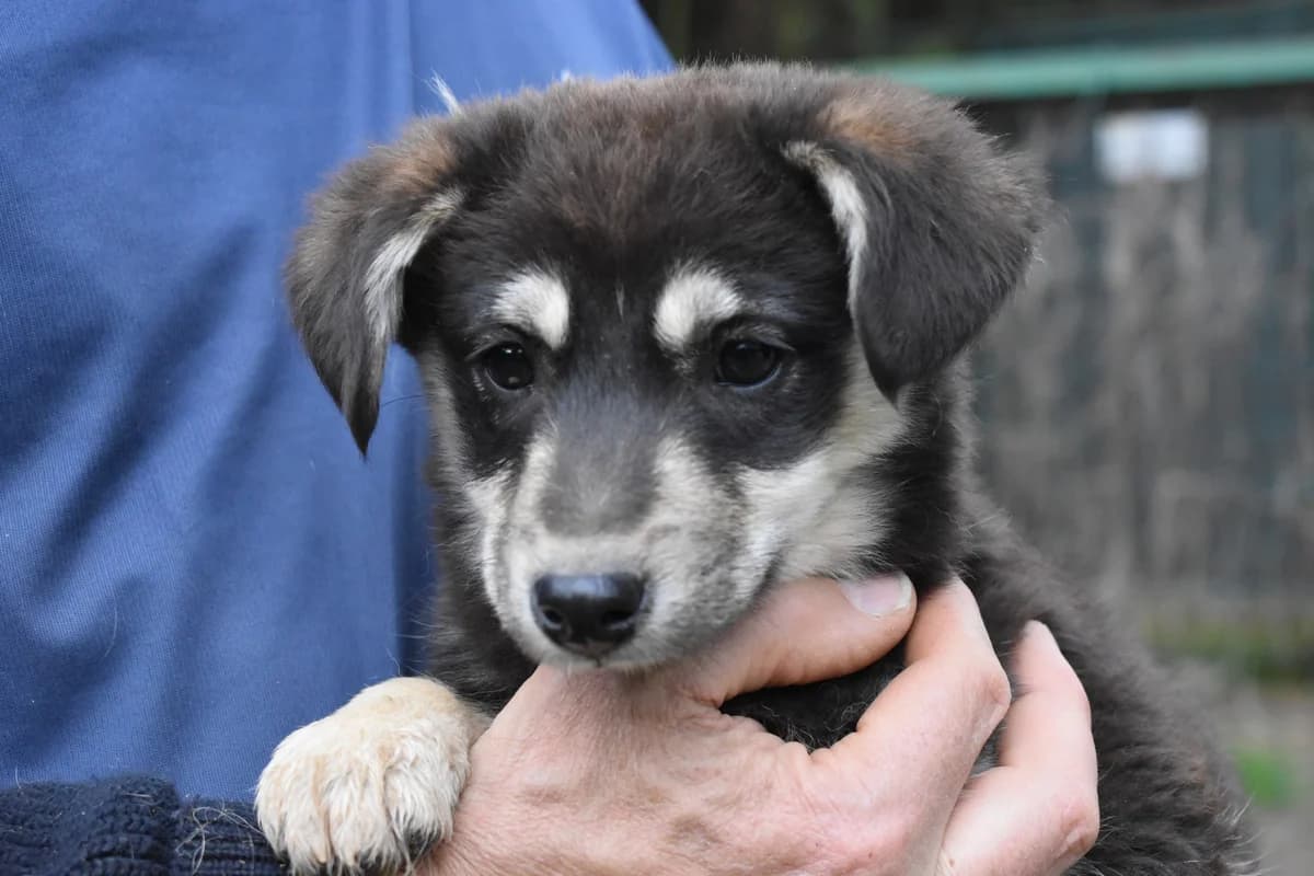 VISTELLA, puppy Mixed Breed for adoption at La Fattoria di Tobia, San Cesareo (RM)