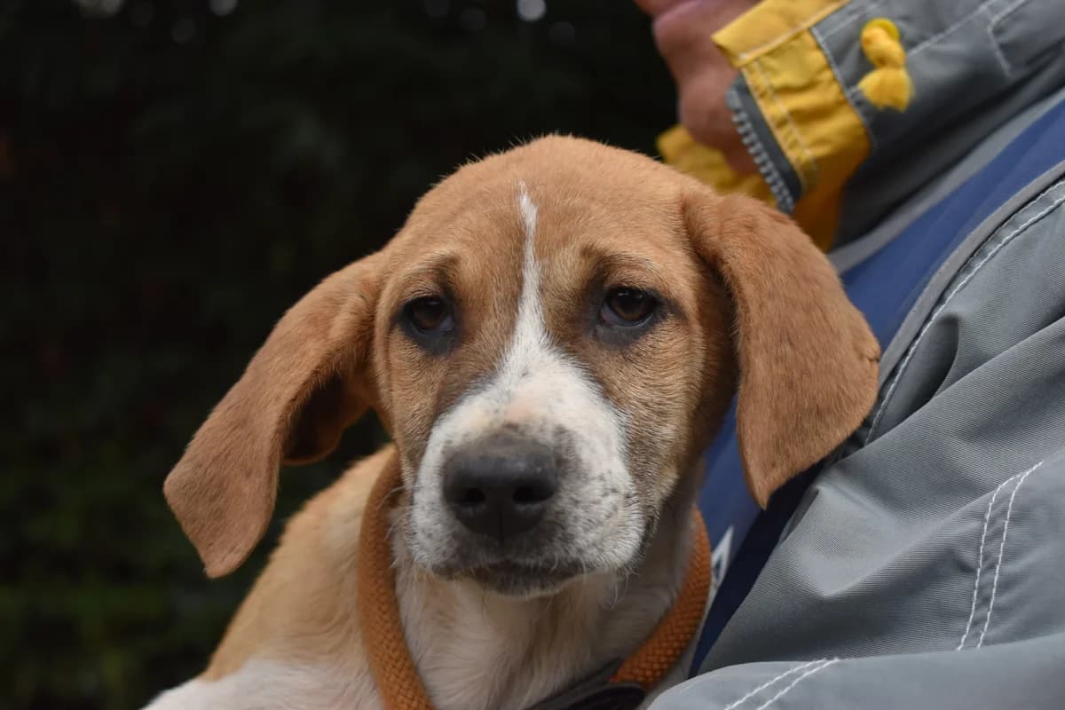 WAYLO, puppy Mixed Breed for adoption at La Fattoria di Tobia, San Cesareo (RM)