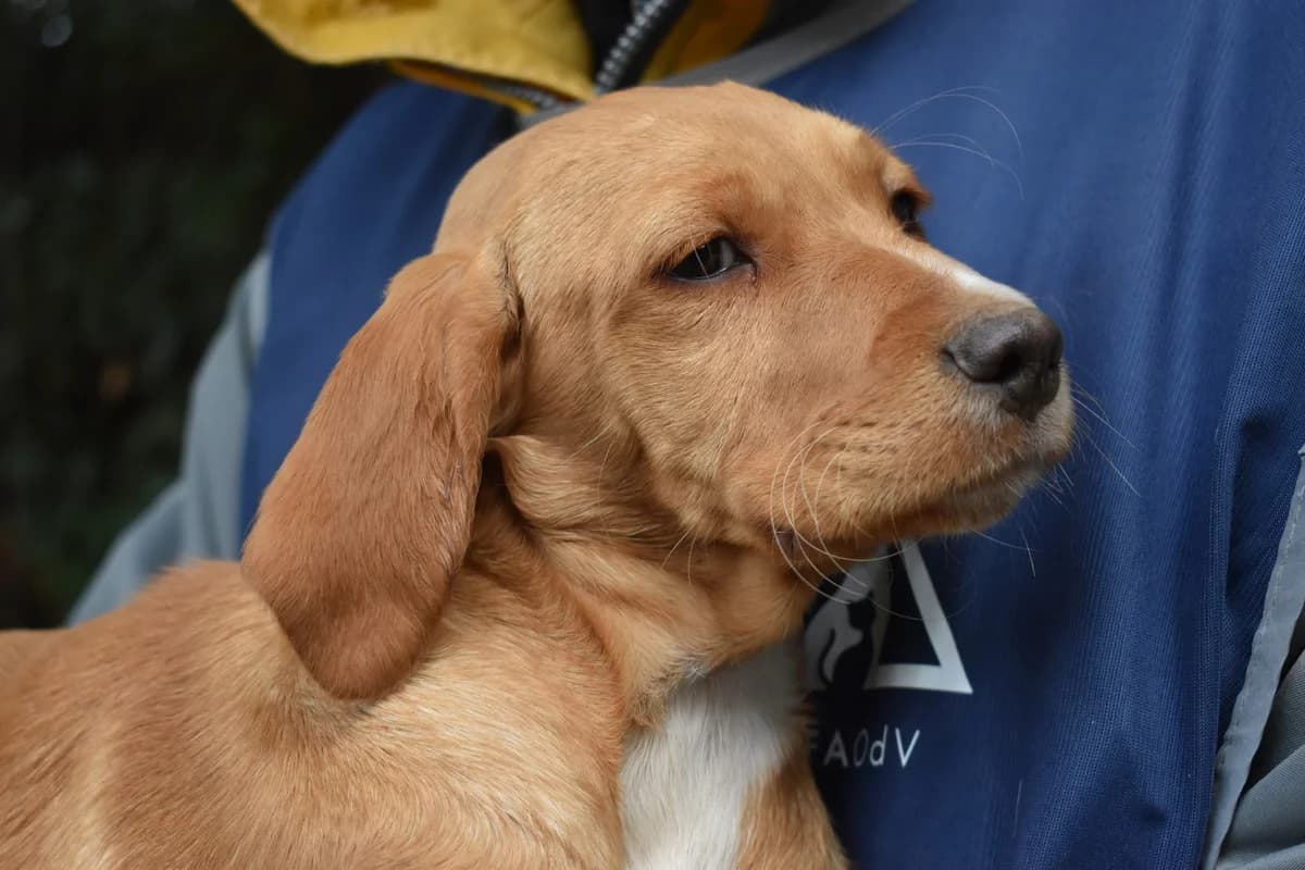 WIXELLE, puppy Mixed Breed for adoption at La Fattoria di Tobia, San Cesareo (RM)