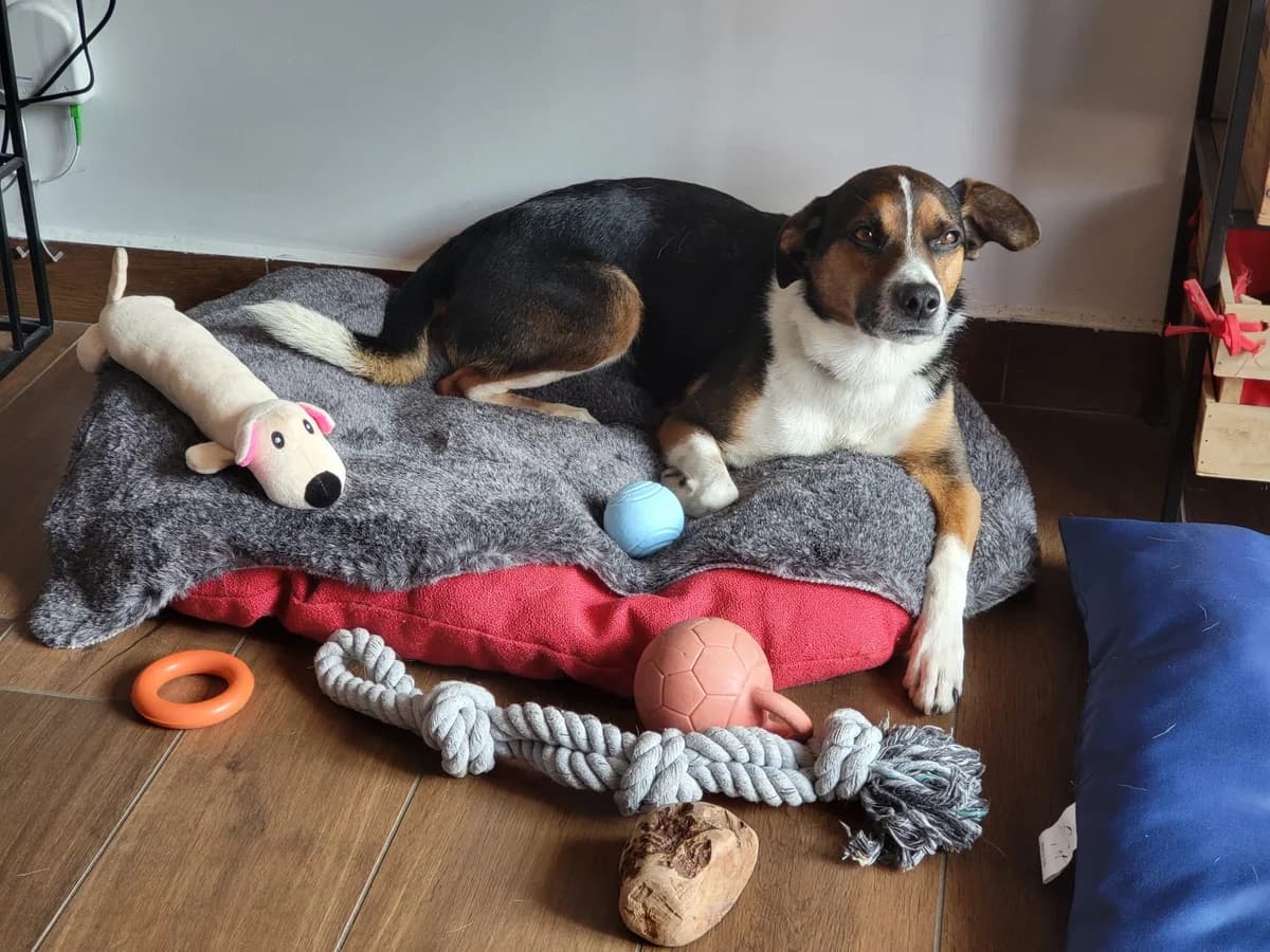 LEO,  4yo Mixed Breed for adoption at La Mia Ombra Scodinzola — San Giuliano Milanese, San Giuliano Milanese MI
