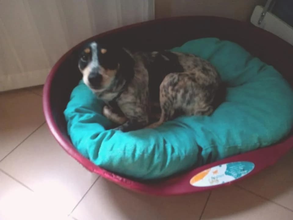 Mia,  Mixed Breed for adoption at Lucky Paws North Macedonia, Skopje
