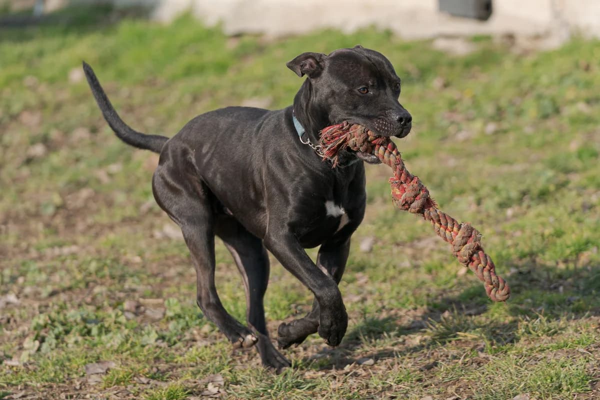 Lothar, male senior Pit Bull Terrier for adoption at L'Arca di Piera