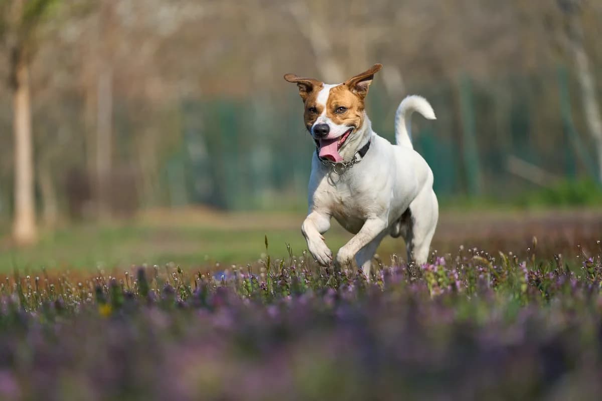 Coco, Pit Bull Terrier (L'Arca di Piera)