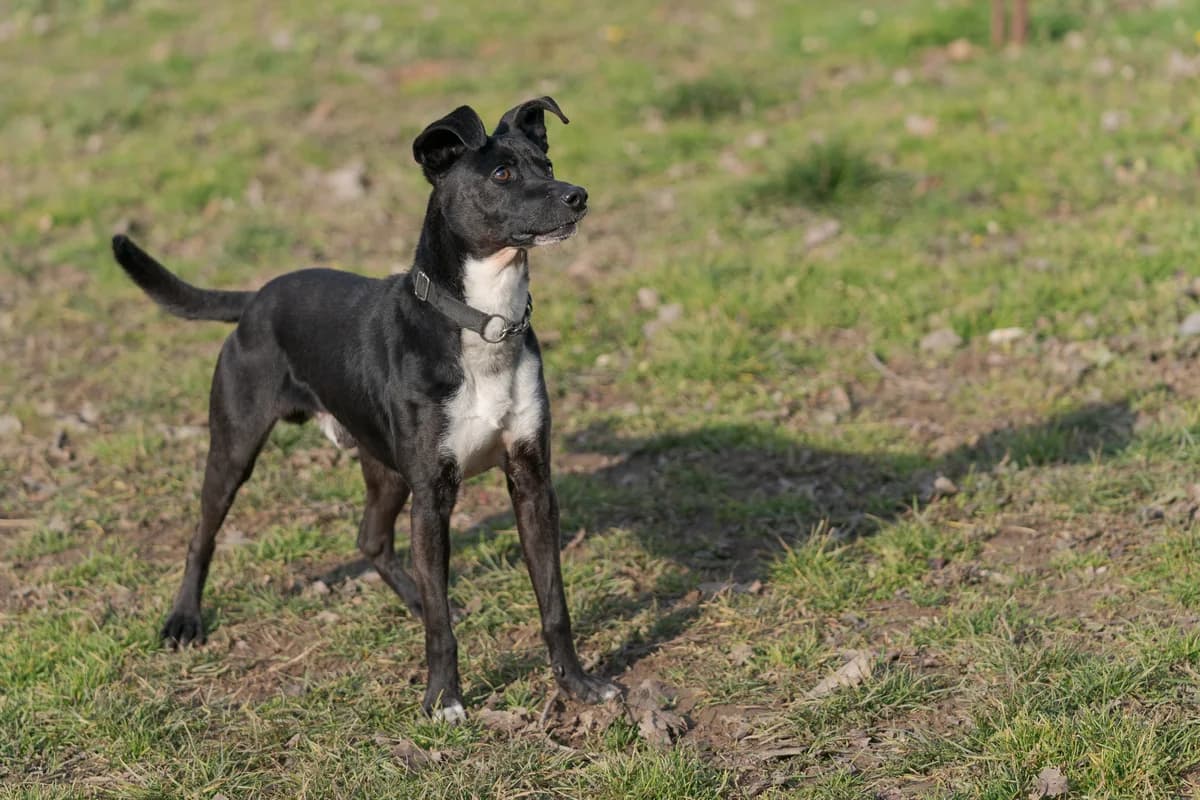 Scotty, male senior mixed breed for adoption at L'Arca di Piera