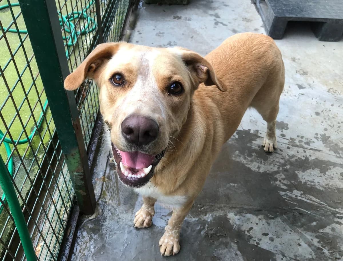 Yuma, female 6yo Labrador Retriever for adoption at L'Arca di Piera
