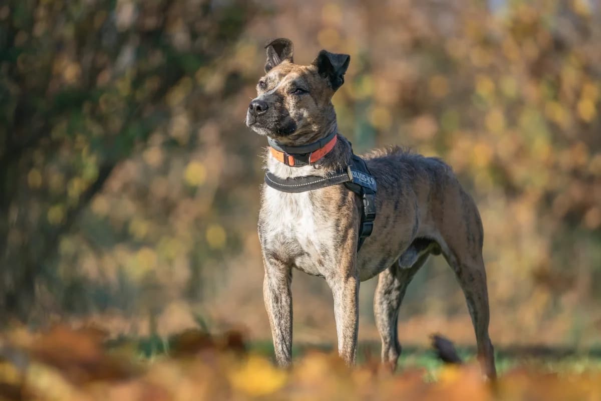 Zipi, male senior mixed breed for adoption at L'Arca di Piera