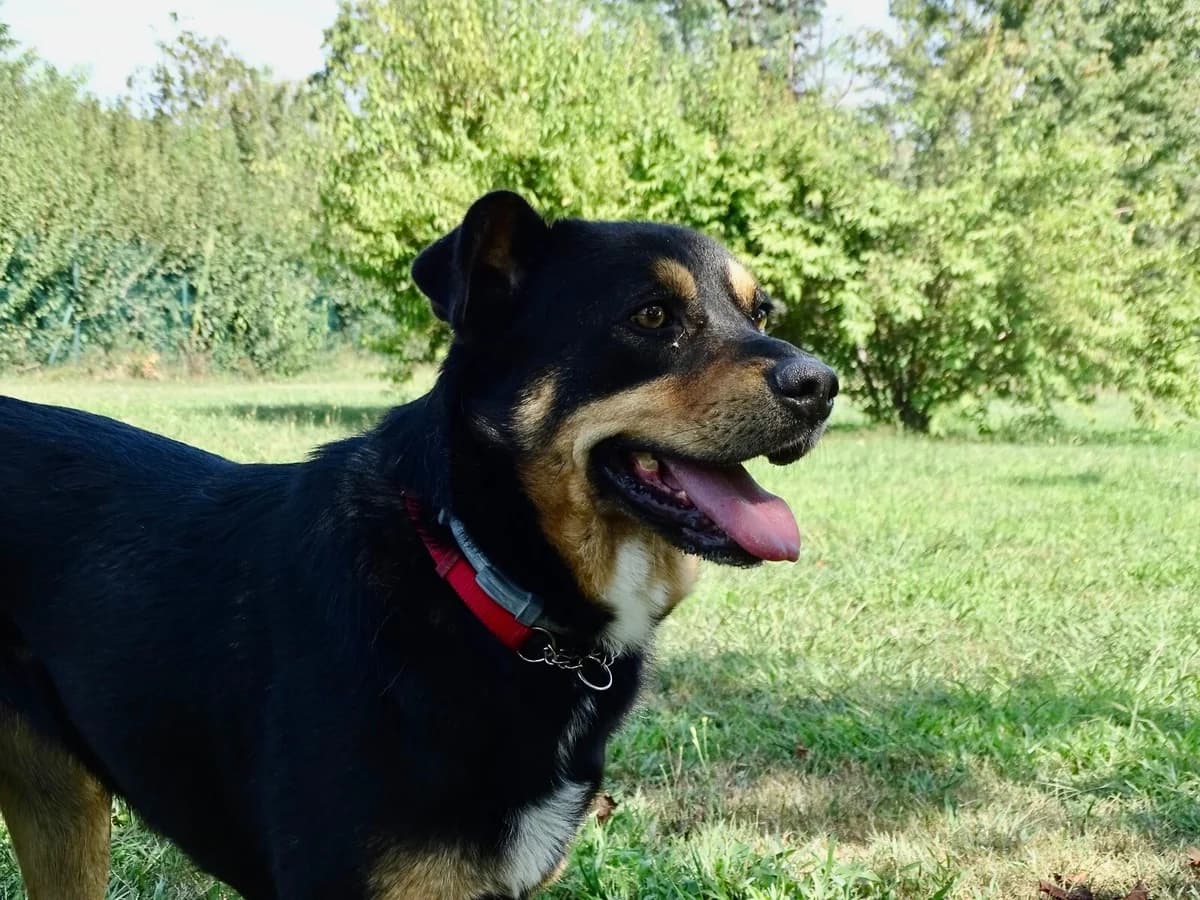 Tequila, female 5yo mixed breed for adoption at L'Arca di Piera