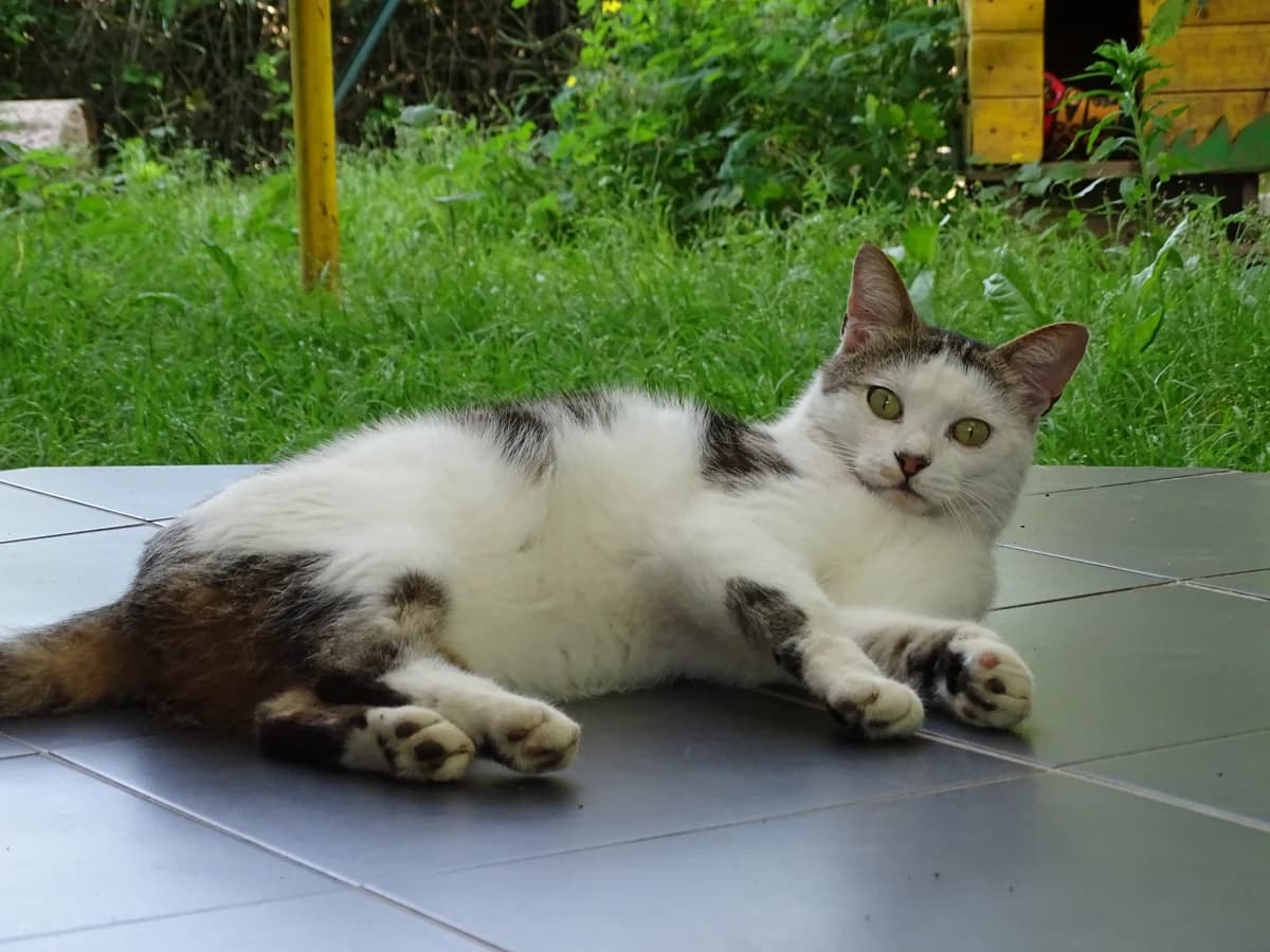 Soldino, male 5yo mixed breed for adoption at L'Arca di Piera