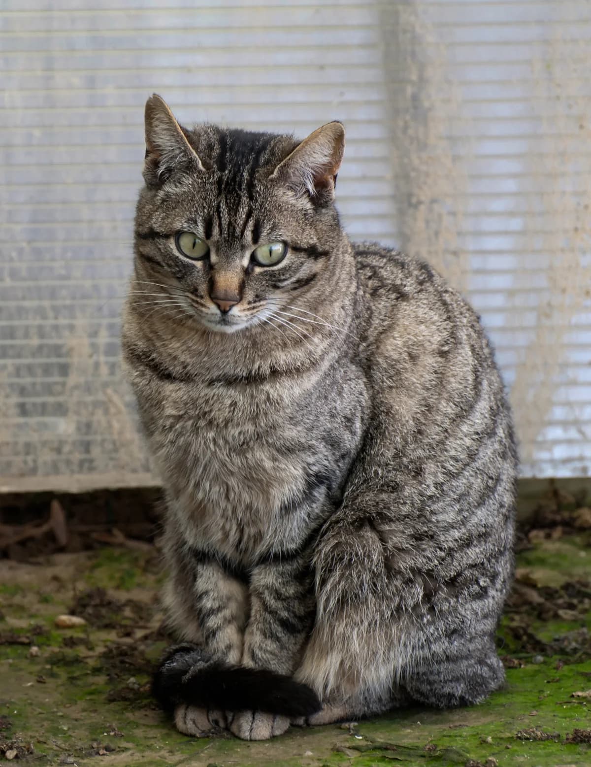 Dior, female 5yo mixed breed for adoption at L'Arca di Piera