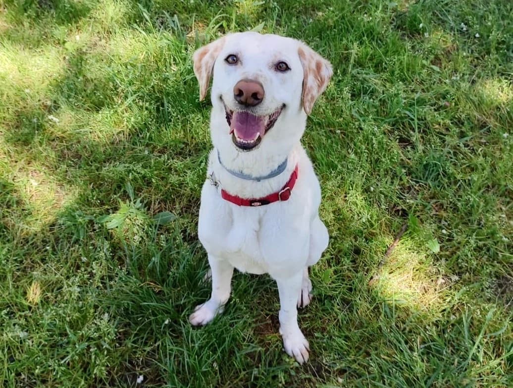Peter, male 4yo mixed breed for adoption at L'Arca di Piera