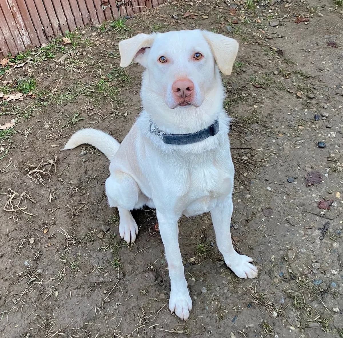 Ruby, male senior mixed breed for adoption at L'Arca di Piera