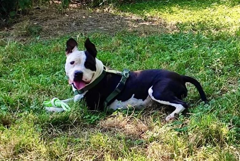 Diva, female 7yo Pit Bull Terrier for adoption at L'Arca di Piera
