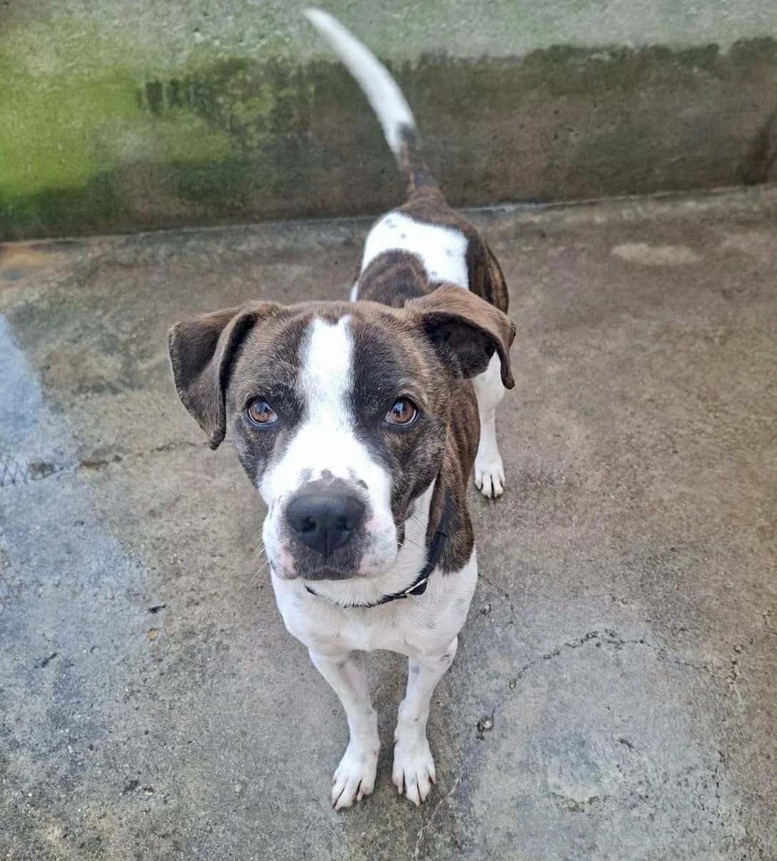 Ozzy, male 5yo Pit Bull Terrier for adoption at L'Arca di Piera