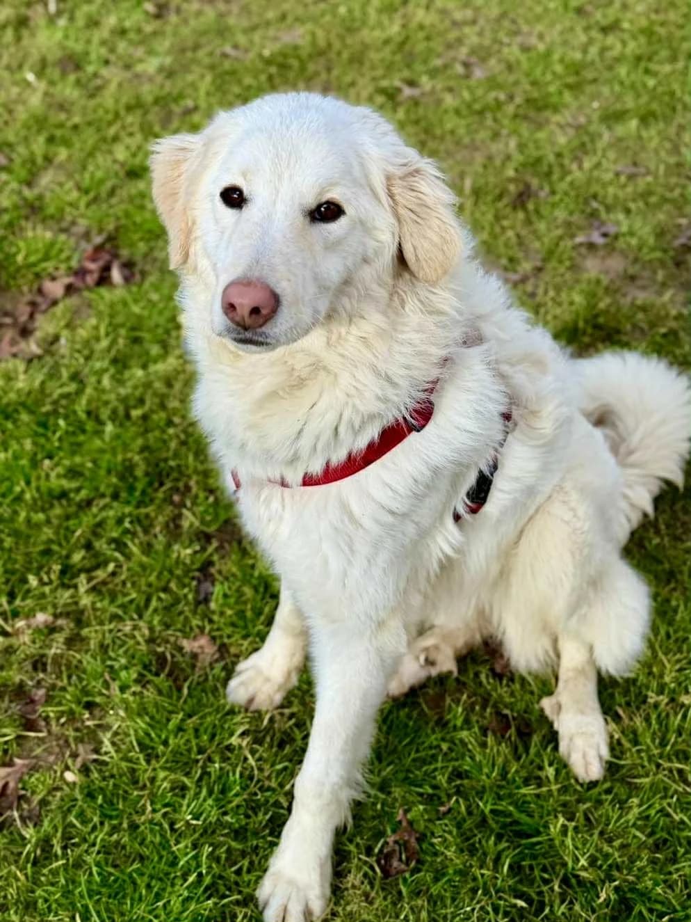 Alba, female young mixed breed for adoption at L'Arca di Piera