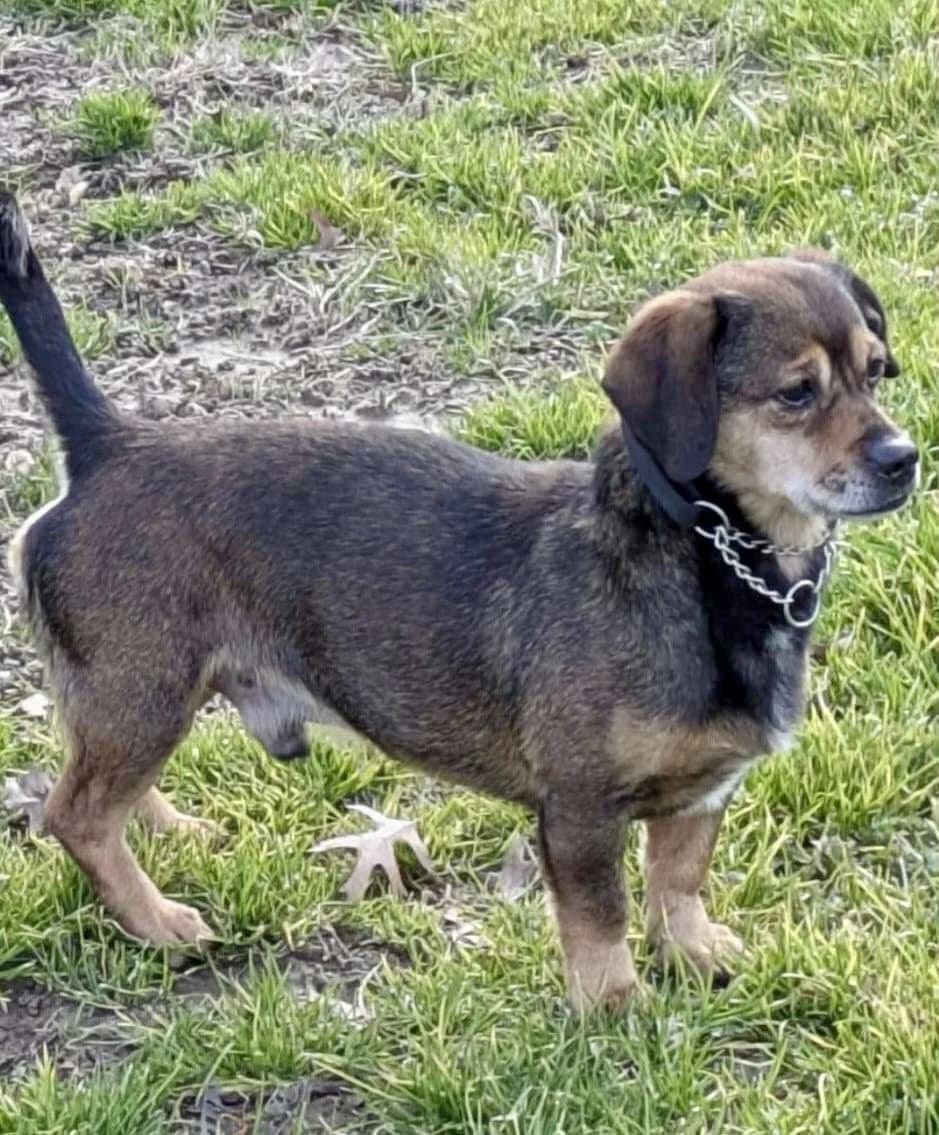 Rambo, male senior mixed breed for adoption at L'Arca di Piera