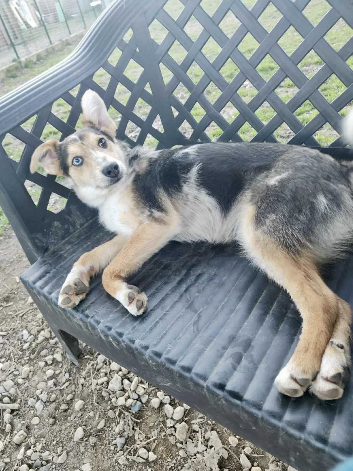 Maggie, female young mixed breed for adoption at L'Arca di Piera