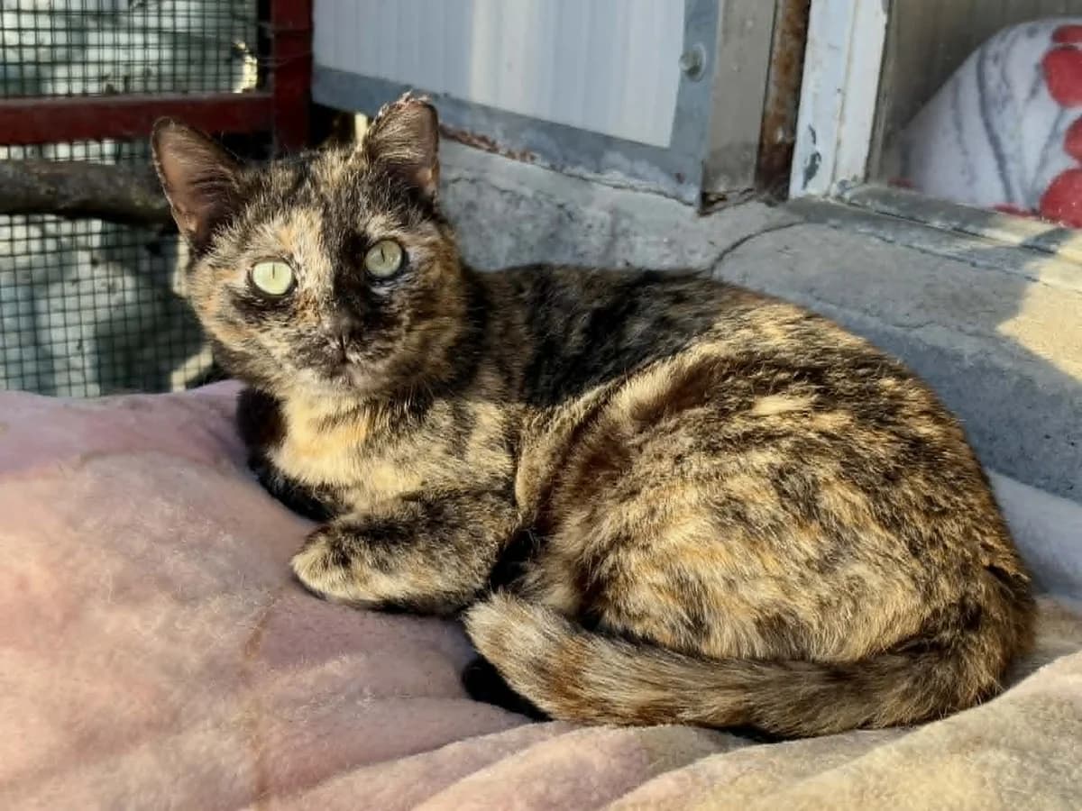 Mila, female young mixed breed for adoption at L'Arca di Piera