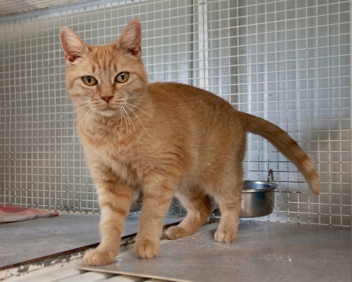 April Cerca Casa,  young European Shorthair for adoption at L'Arca di Piera