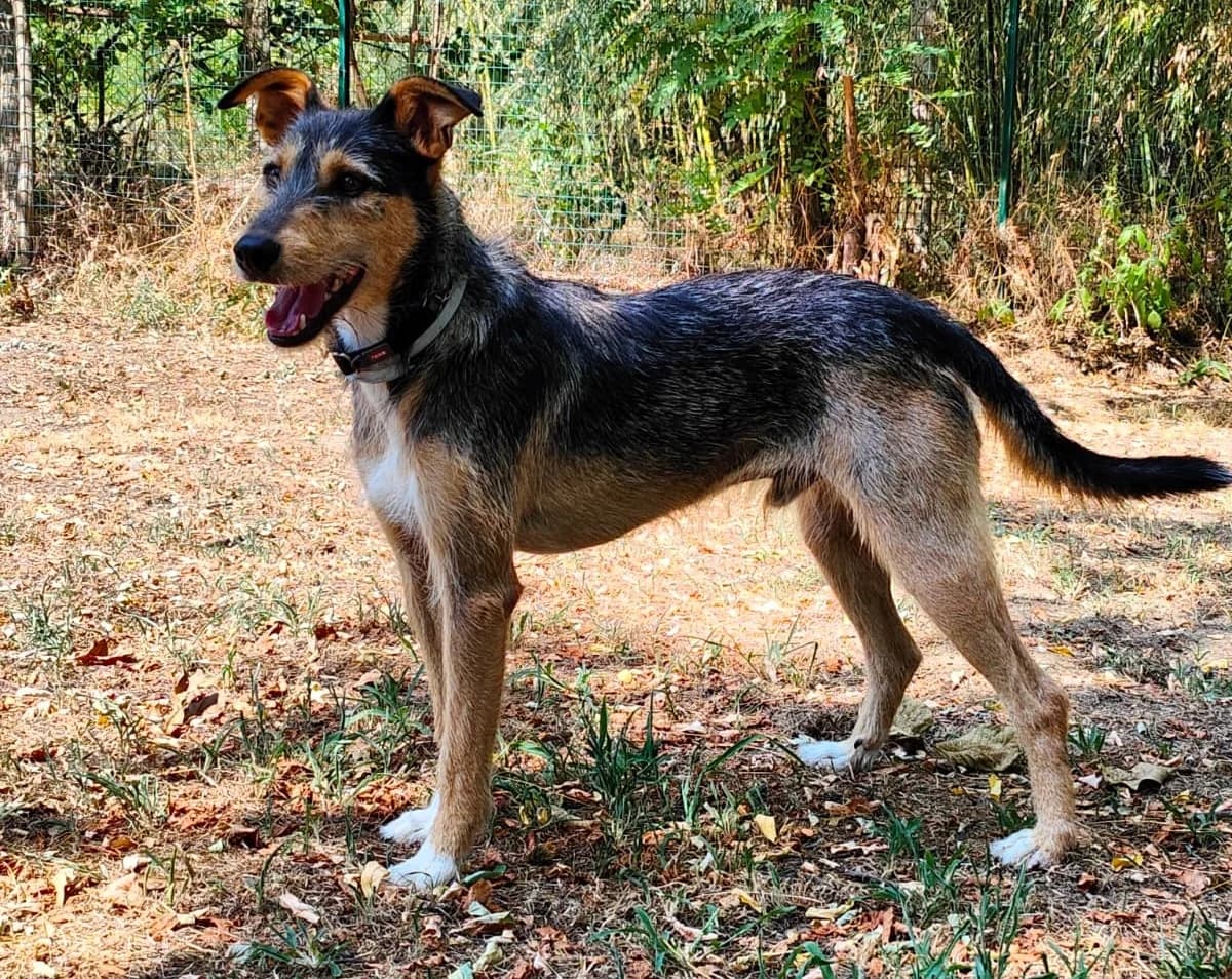 Loki, male young mixed breed for adoption at L'Arca di Piera