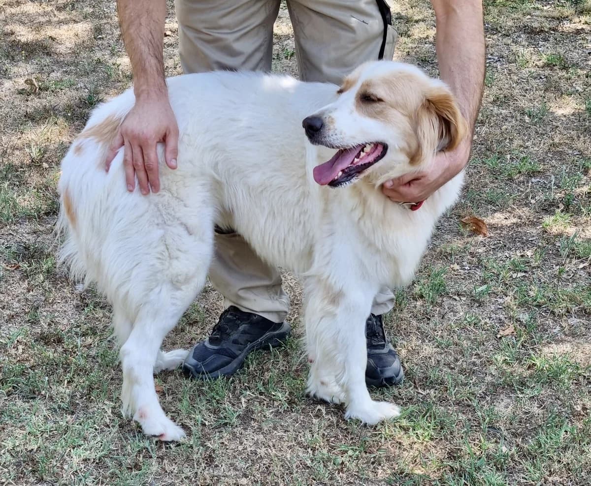 Buffy, female young mixed breed for adoption at L'Arca di Piera