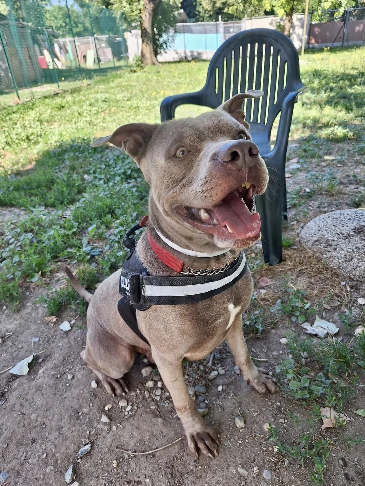 Ray, male 3yo Pit Bull Terrier for adoption at L'Arca di Piera