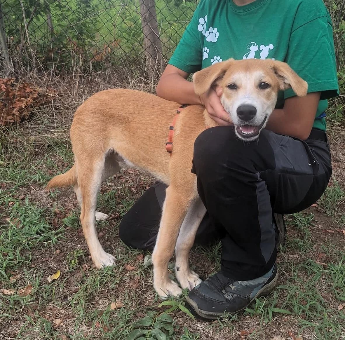 Charlie, male puppy mixed breed for adoption at L'Arca di Piera