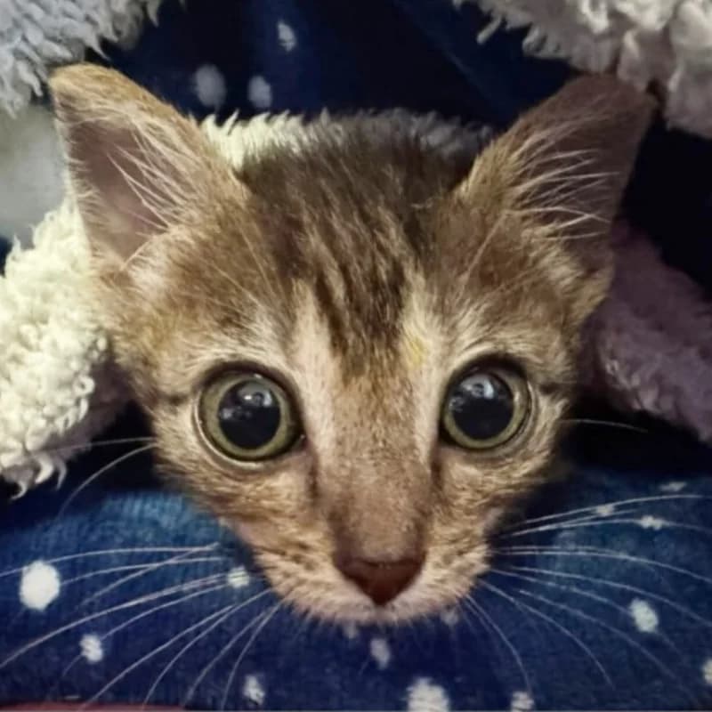 Pupetta,  Mixed Breed for adoption at Le Sfigatte, Torino