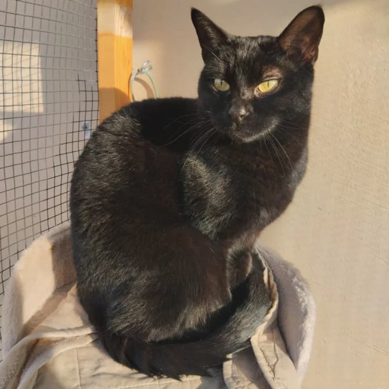 Nerone,  Mixed Breed for adoption at Le Sfigatte, Torino
