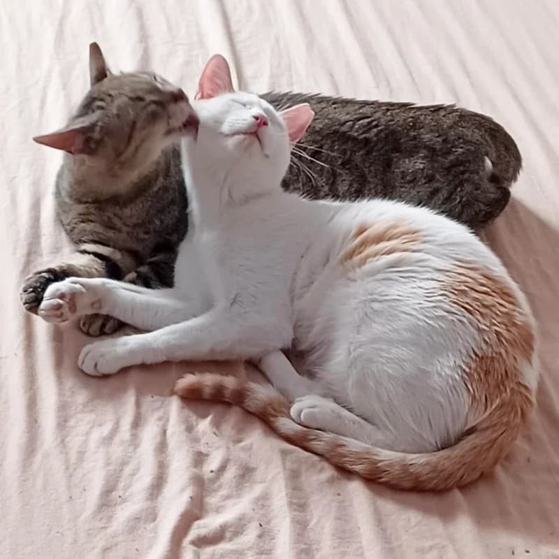 Roby e Dalì,  Mixed Breed for adoption at Le Sfigatte, Torino
