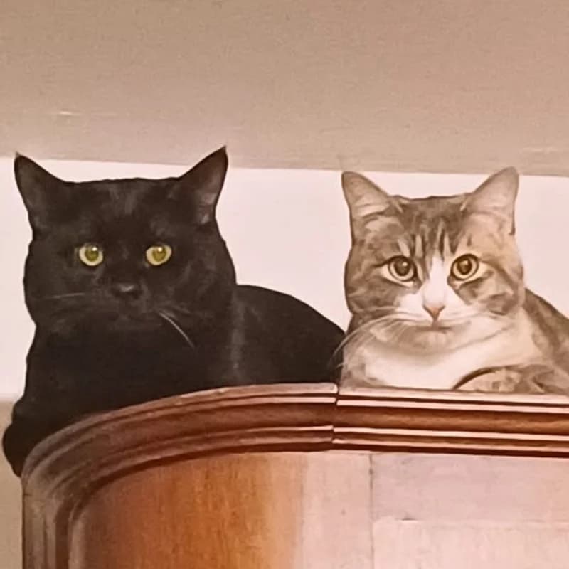 Tris e Carboncino,  Mixed Breed for adoption at Le Sfigatte, Torino