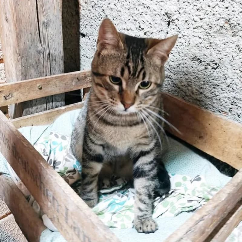 Romeo,  Mixed Breed for adoption at Le Sfigatte, Torino