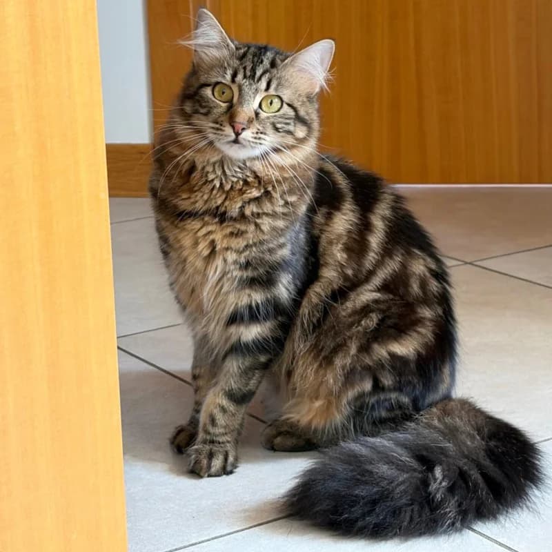 Nelly,  Mixed Breed for adoption at Le Sfigatte, Torino