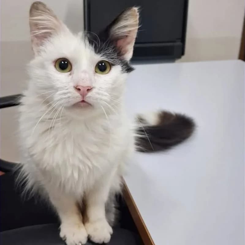 Leo,  Mixed Breed for adoption at Le Sfigatte, Torino