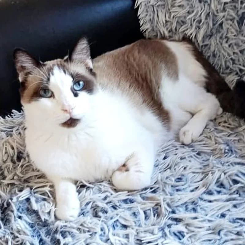 Cremino,  Mixed Breed for adoption at Le Sfigatte, Torino