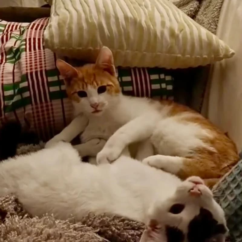 Picci e Pois,  Mixed Breed for adoption at Le Sfigatte, Torino