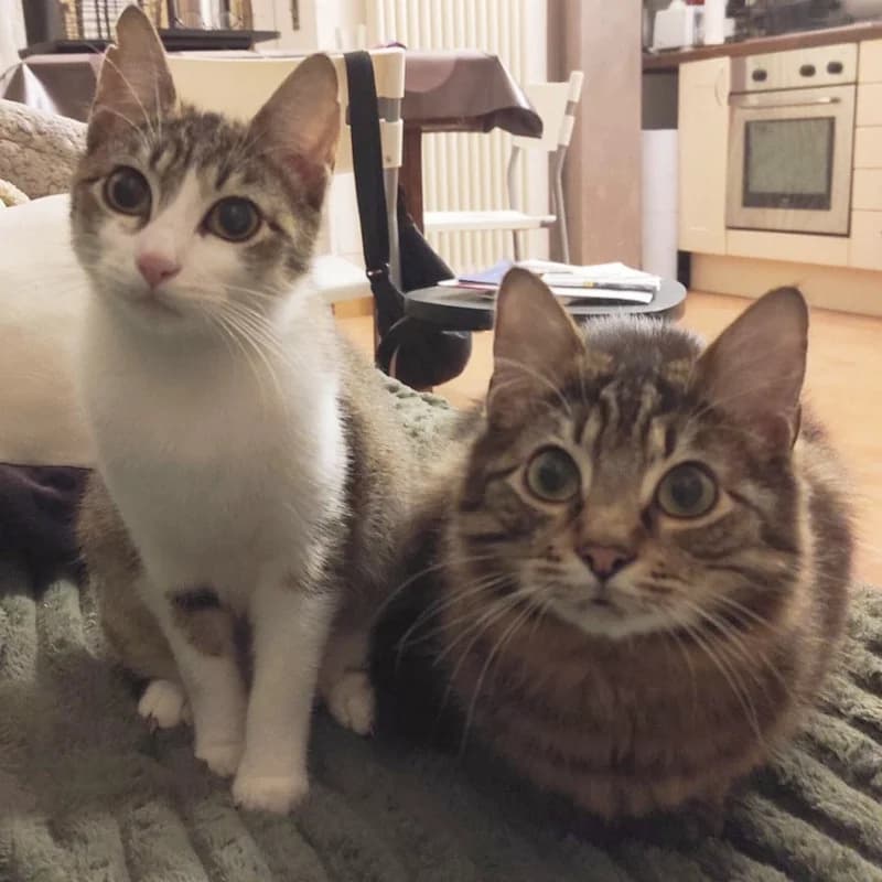 Trilli e Morgan,  Mixed Breed for adoption at Le Sfigatte, Torino