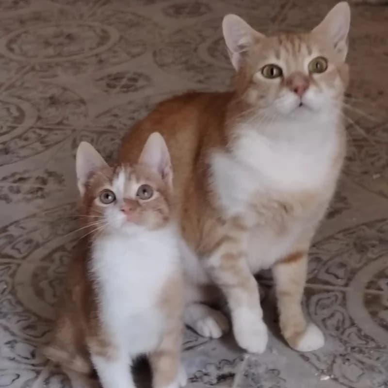 Roxanne e Angelino,  Mixed Breed for adoption at Le Sfigatte, Torino