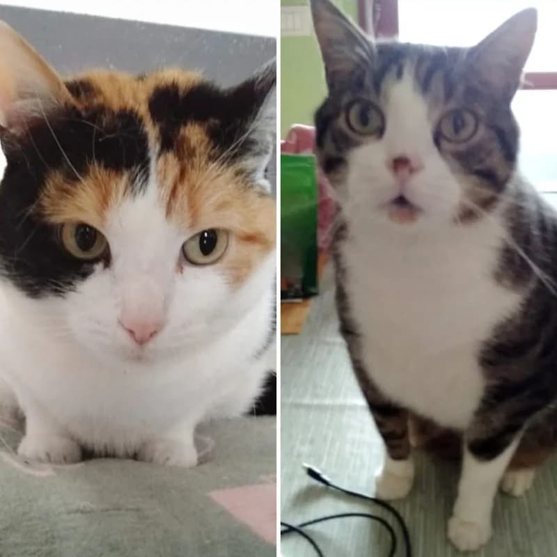 Cindy e Tigro,  Mixed Breed for adoption at Le Sfigatte, Torino