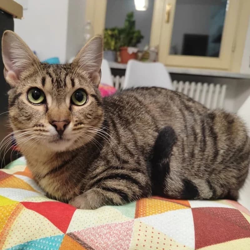 Camillo,  Mixed Breed for adoption at Le Sfigatte, Torino