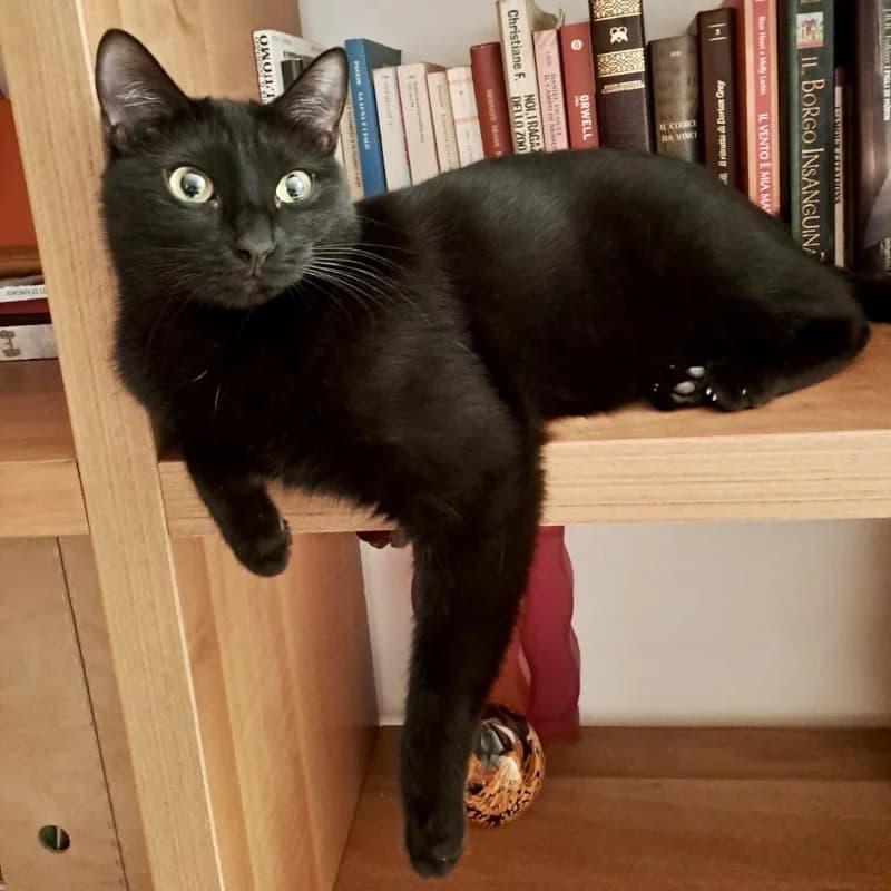 Stella,  Mixed Breed for adoption at Le Sfigatte, Torino