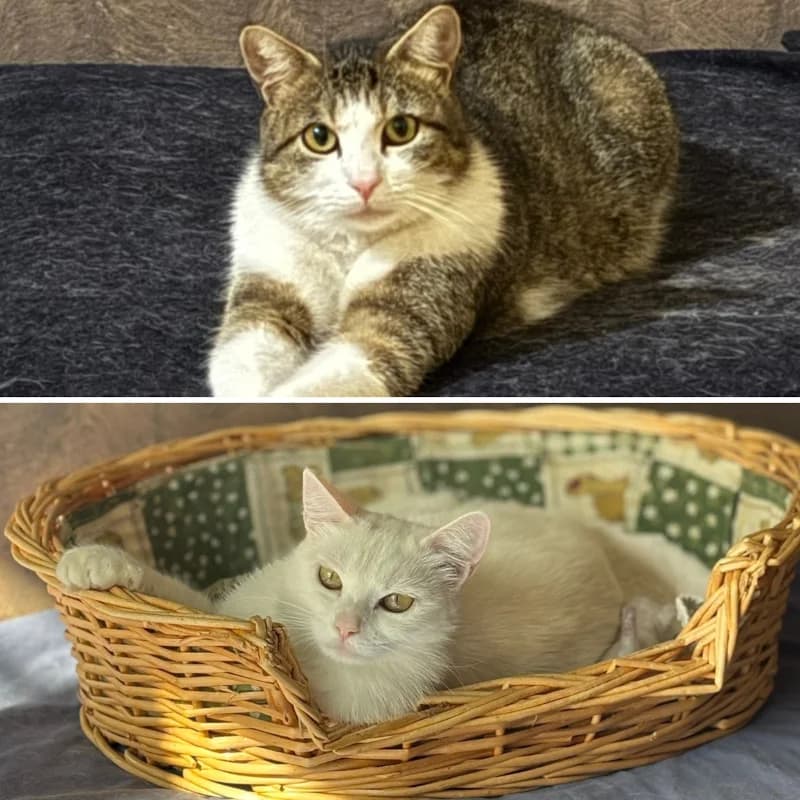 Poppy e Maggy,  Mixed Breed for adoption at Le Sfigatte, Torino