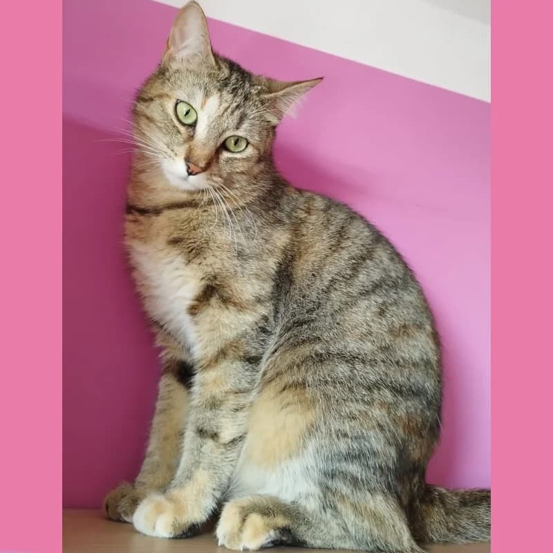 Brigitte,  Mixed Breed for adoption at Le Sfigatte, Torino