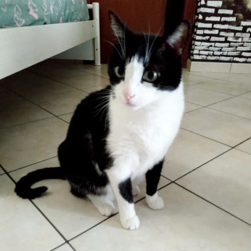 Felix,  Mixed Breed for adoption at Le Sfigatte, Torino