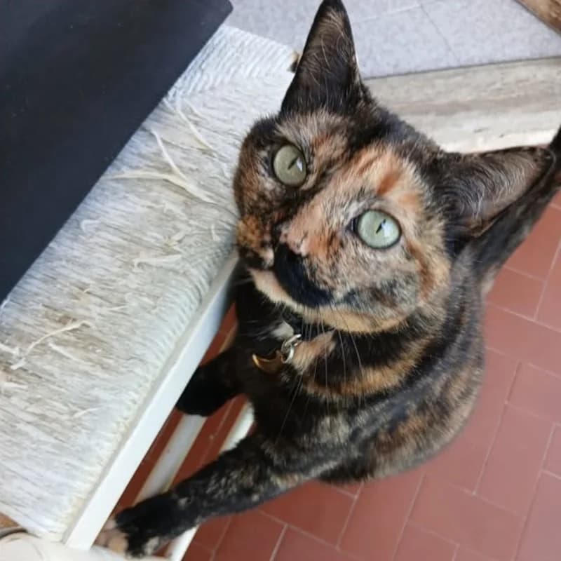Tabita,  Mixed Breed for adoption at Le Sfigatte, Torino