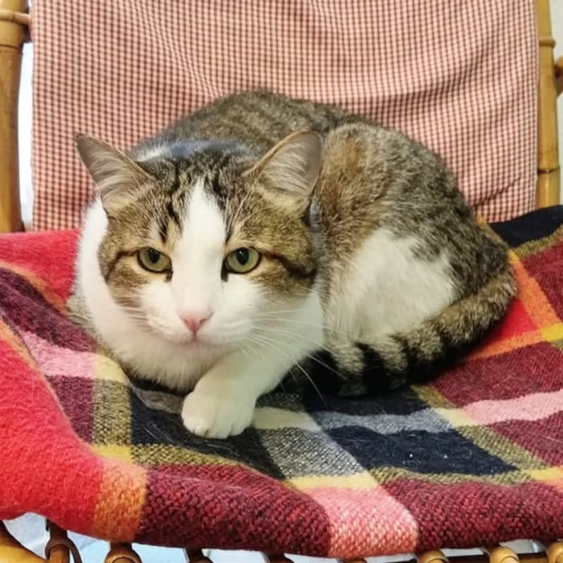Ulisse,  Mixed Breed for adoption at Le Sfigatte, Torino